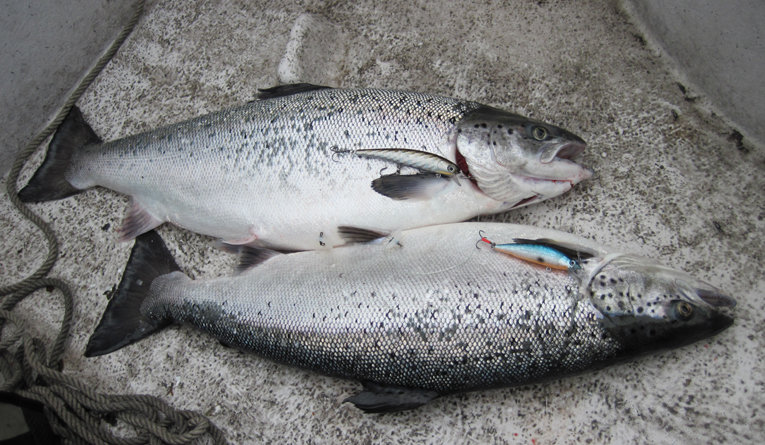 Dubbelhugg i V�nern