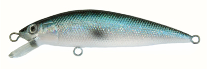 Minnow 6