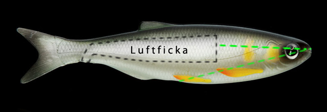 Umami luftficka